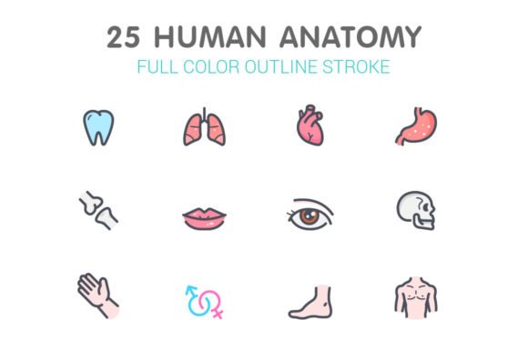Human Anatomy Color Icon: A Designer's Visual Toolkit